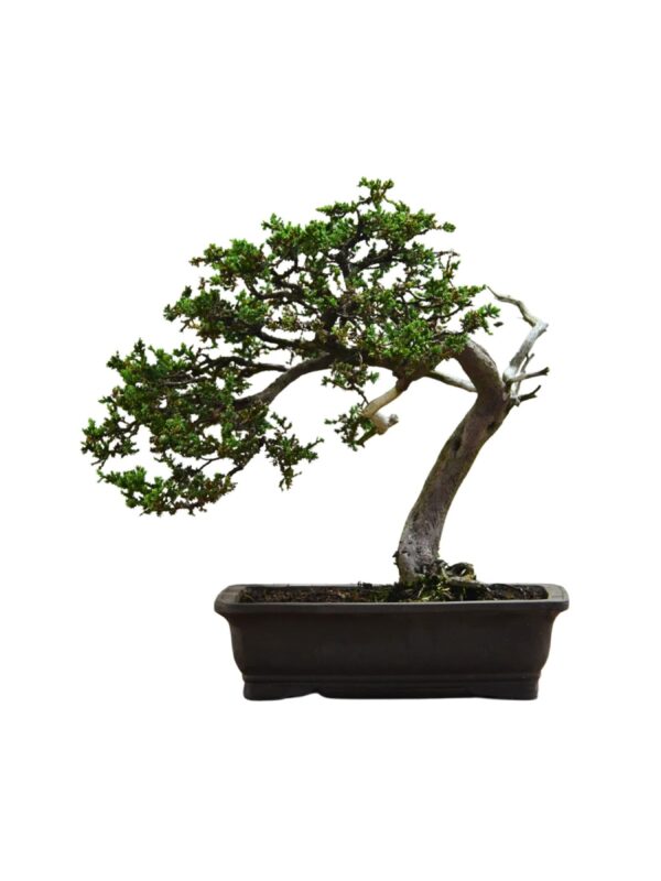 Bonsai Juniperus Procumbens