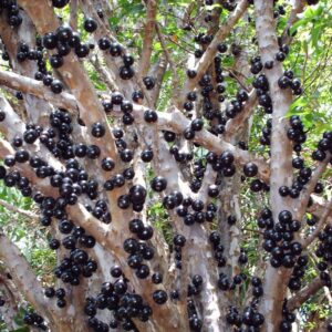 bonsai jabuticaba