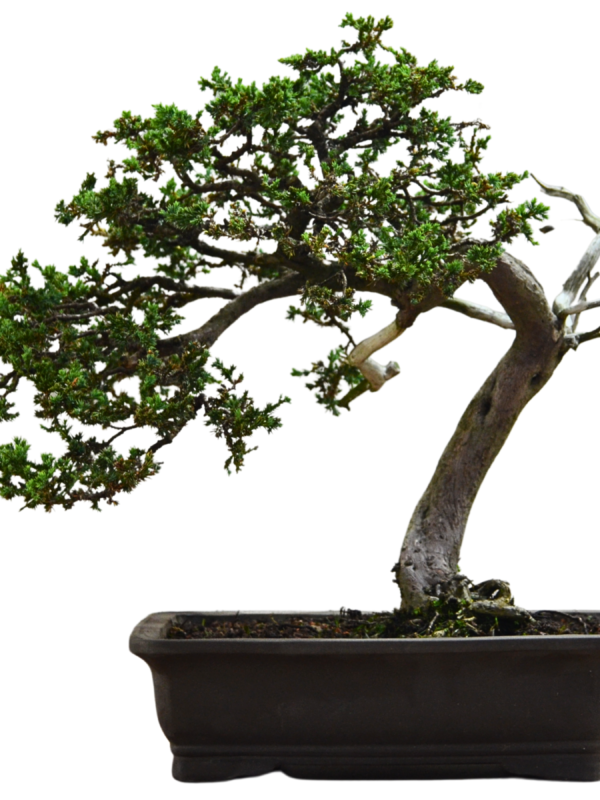 Bonsai Juniperus Procumbens