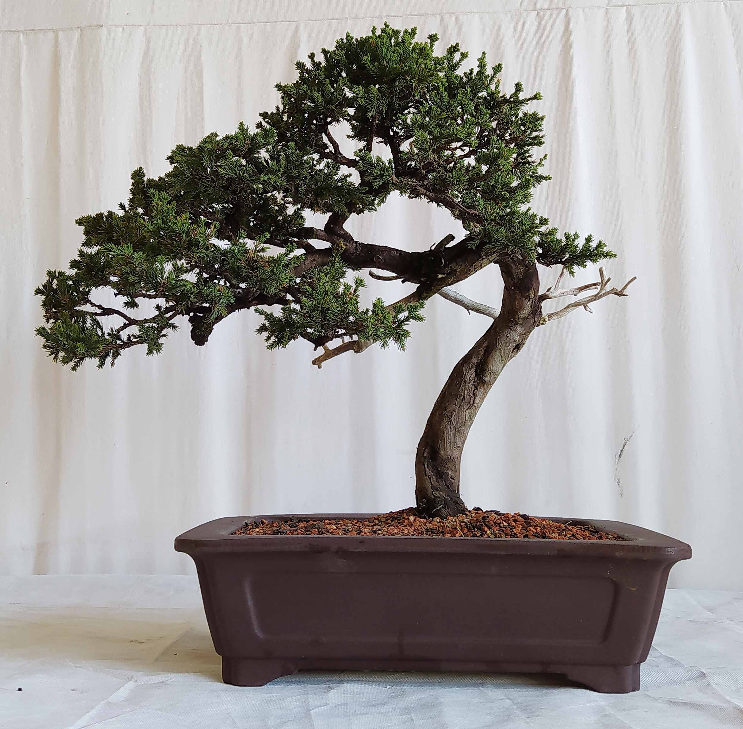 Junípero Procumbens - Bonsai Arte Viva