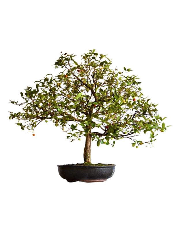 Bonsai de Pitanga