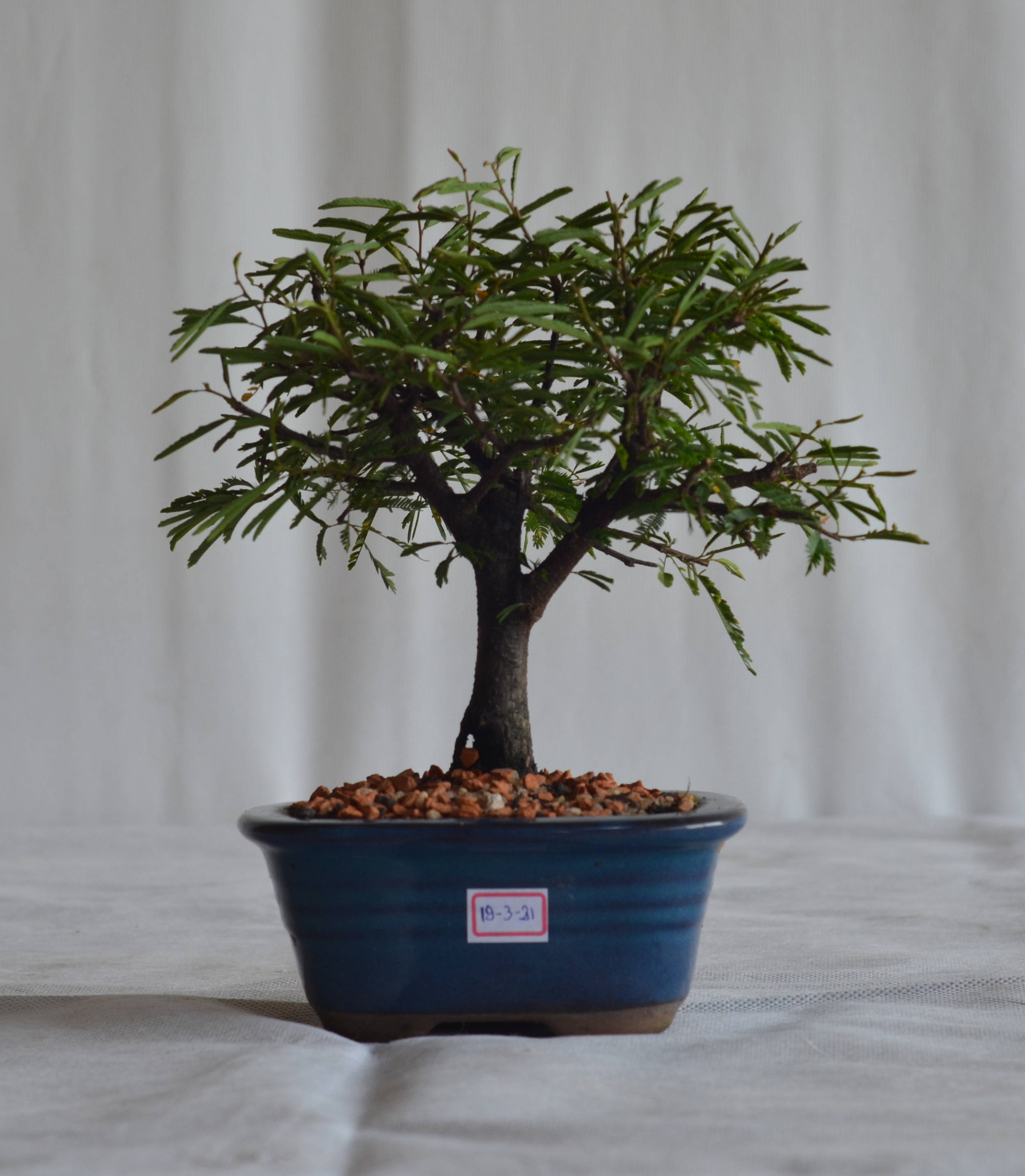 Arquivos Caliandra rosa - Bonsai Arte Viva