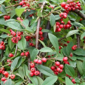 bonsai cotoneaster