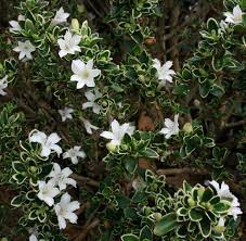 bonsai serissa chinesa