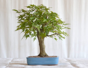 Bonsai Acer Palmatum Momiji