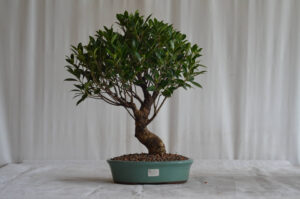 Bonsai Ficus Tiger Bark