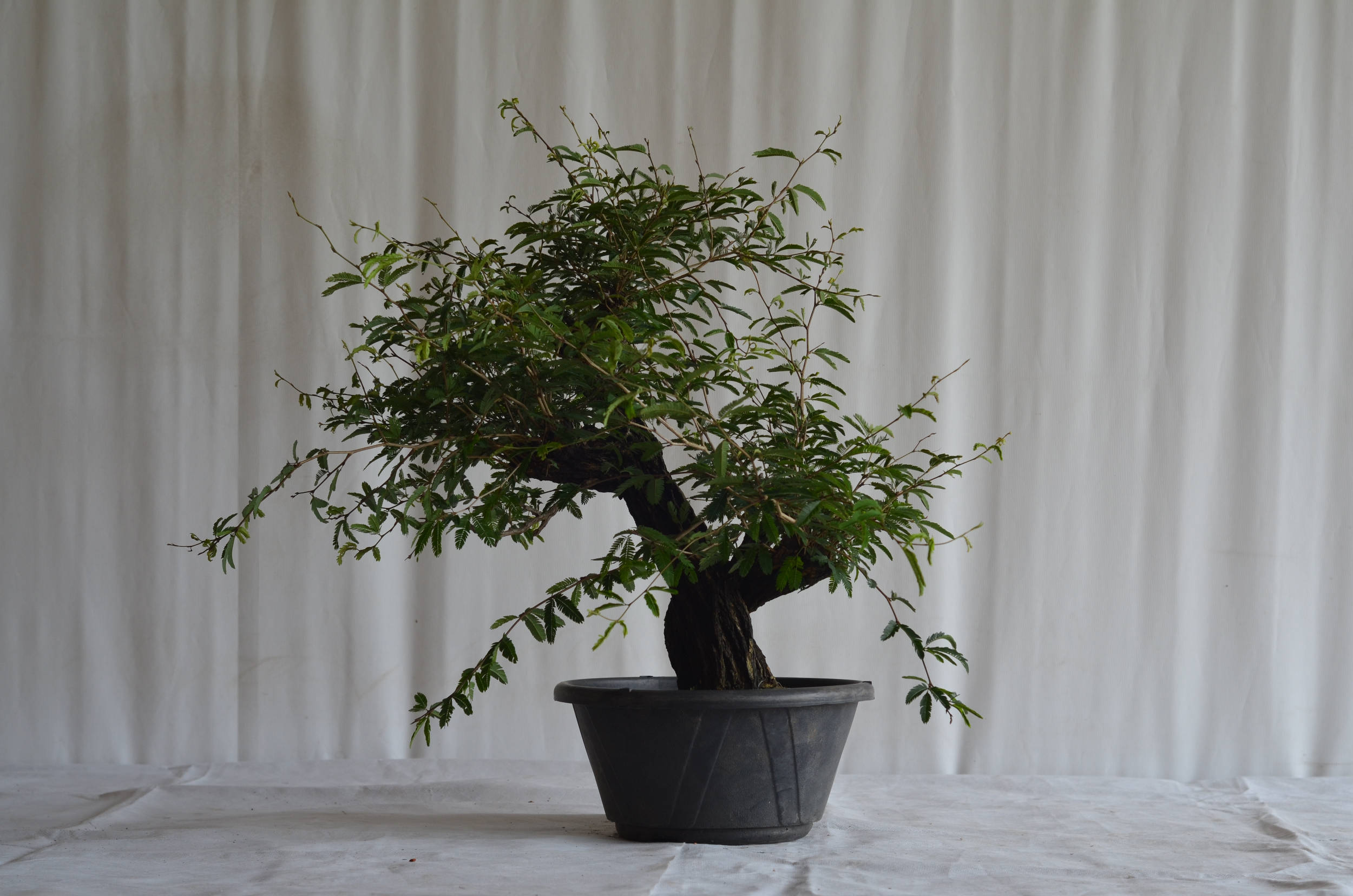 Pré-Bonsai Caliandra Spinosa Florescendo 1 bonsai caliandra spinosa