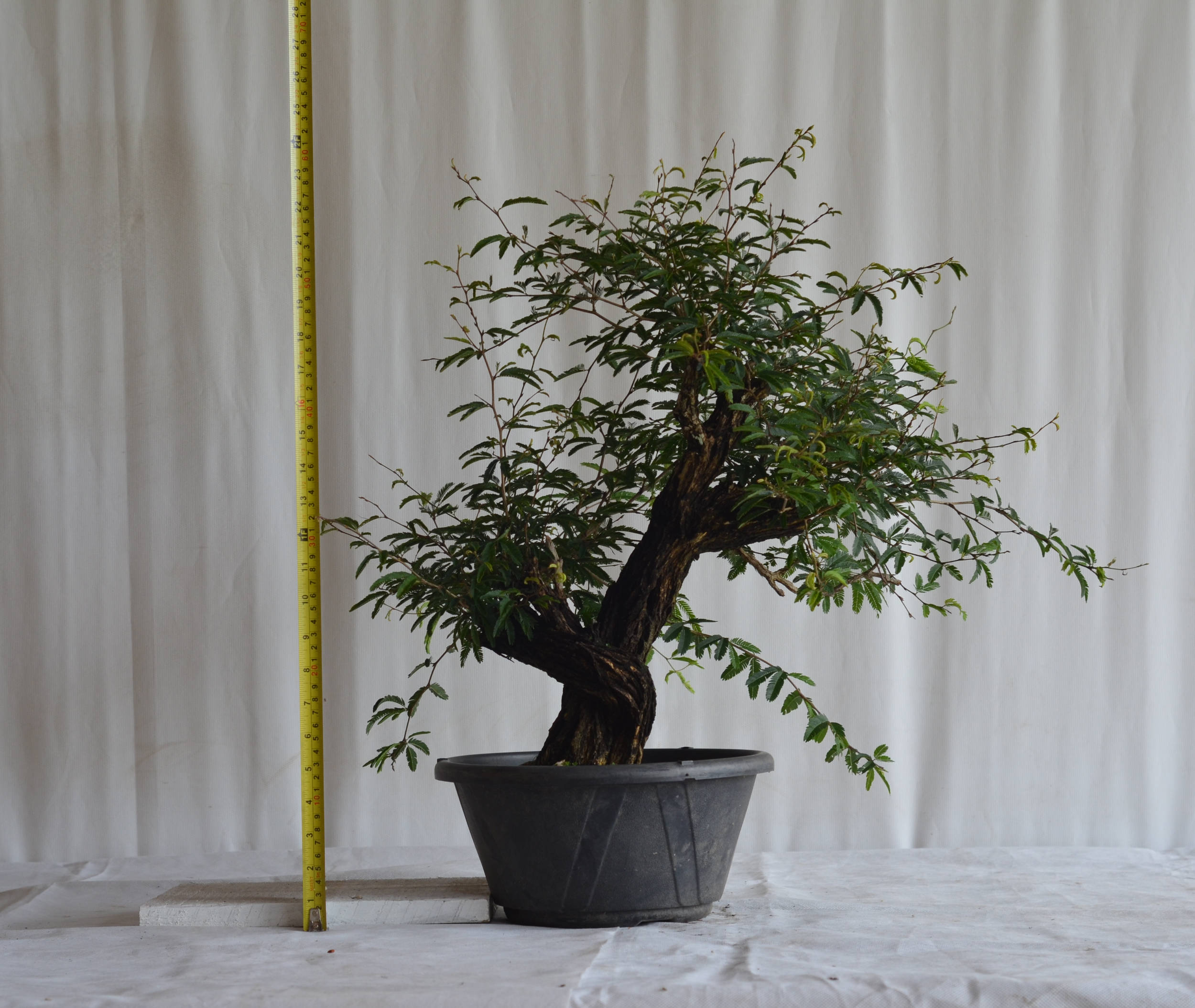 Pré-Bonsai Caliandra Spinosa Florescendo 4 Pré-Bonsai Caliandra Spinosa Florescendo - Imagem 4