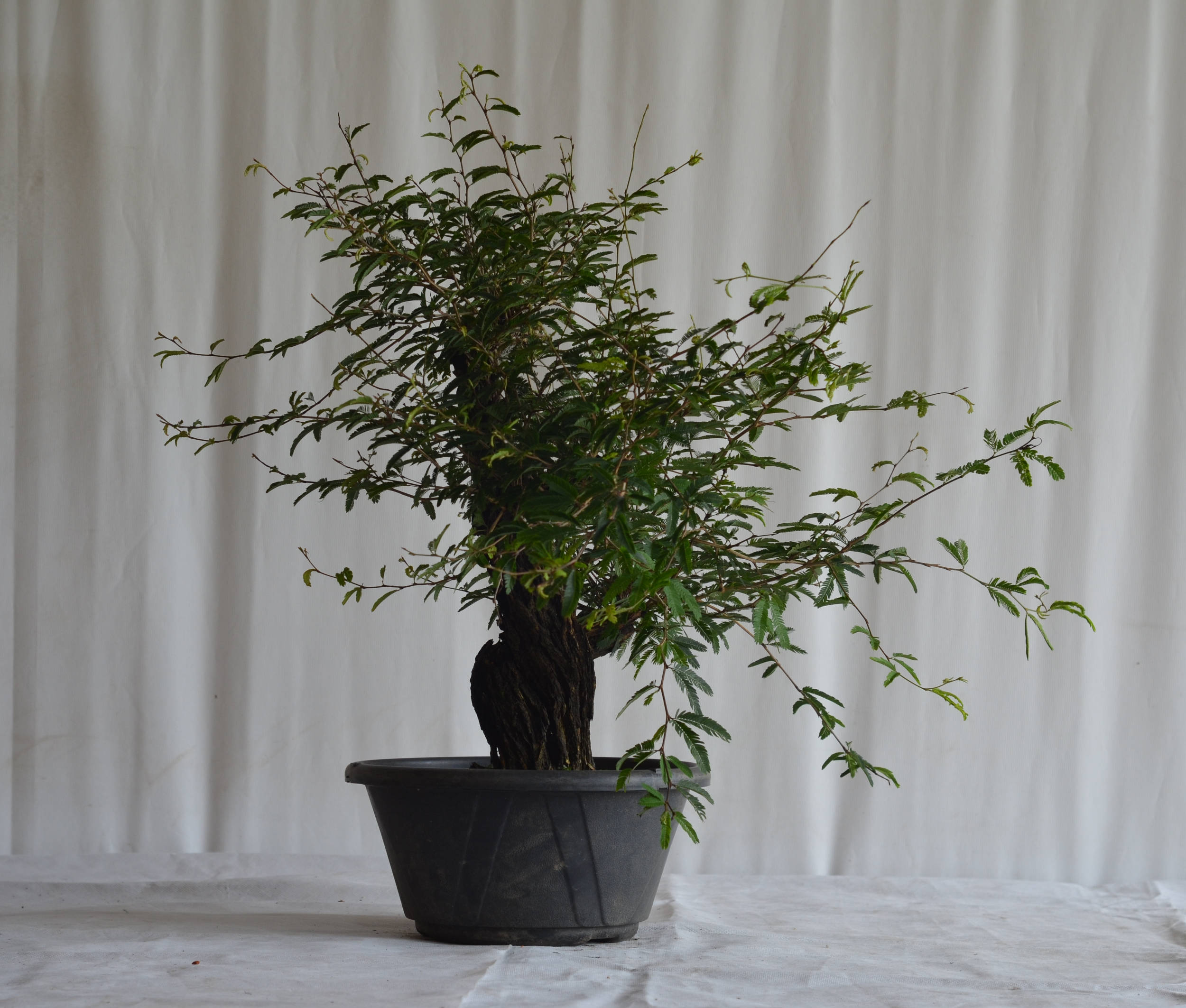 Pré-Bonsai Caliandra Spinosa Florescendo 2 Pré-Bonsai Caliandra Spinosa Florescendo - Imagem 2