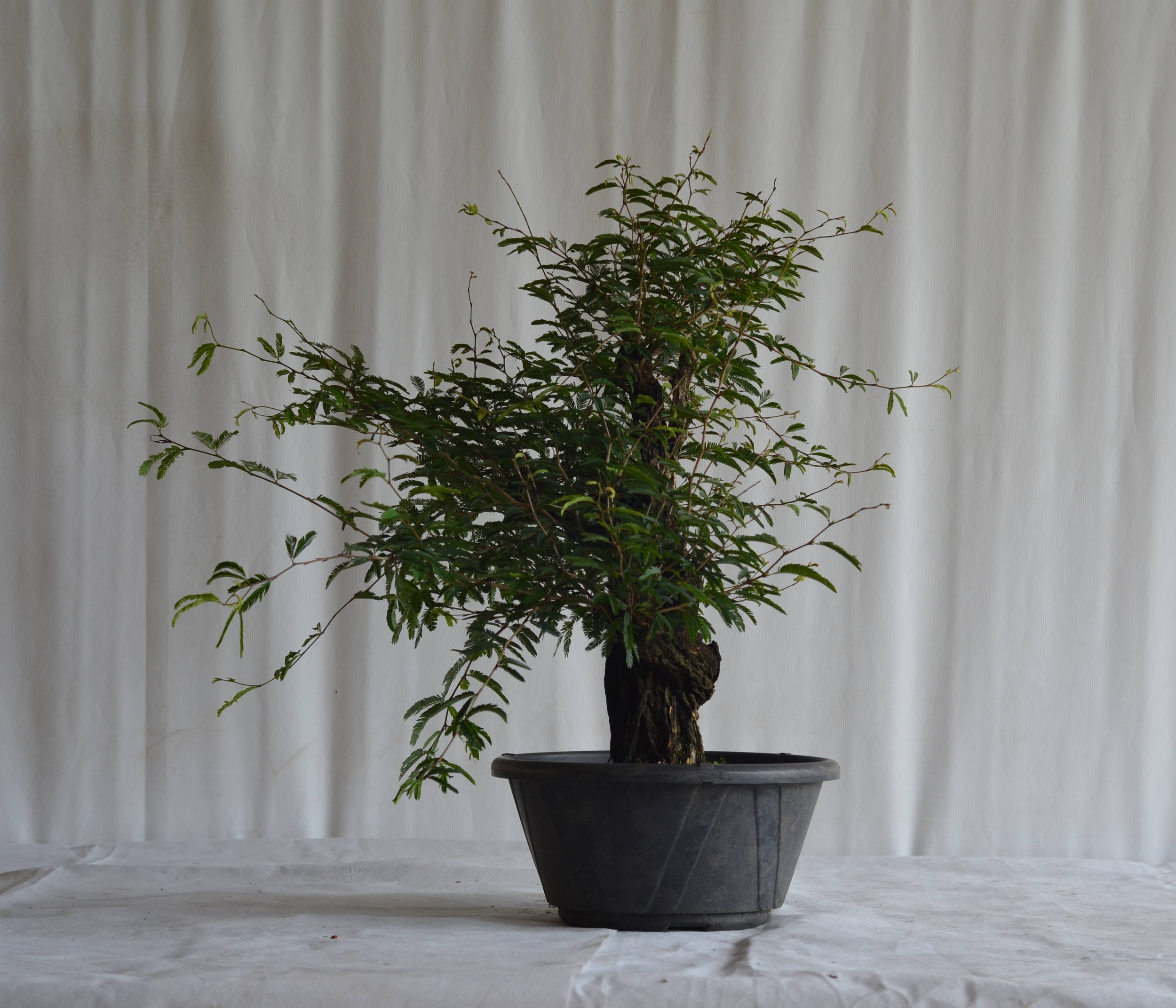 Pré-Bonsai Caliandra Spinosa Florescendo 3 Pré-Bonsai Caliandra Spinosa Florescendo - Imagem 3