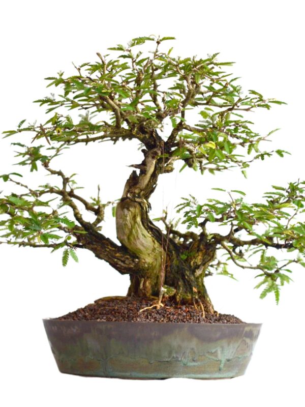 Bonsai Caliandra Spinosa