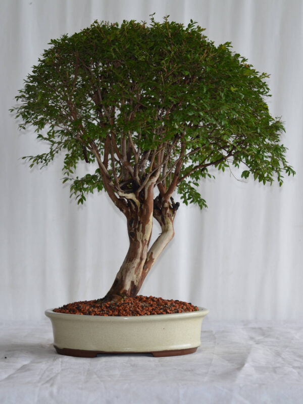 Bonsai Cambuí 23 anos - Bonsai Arte Viva