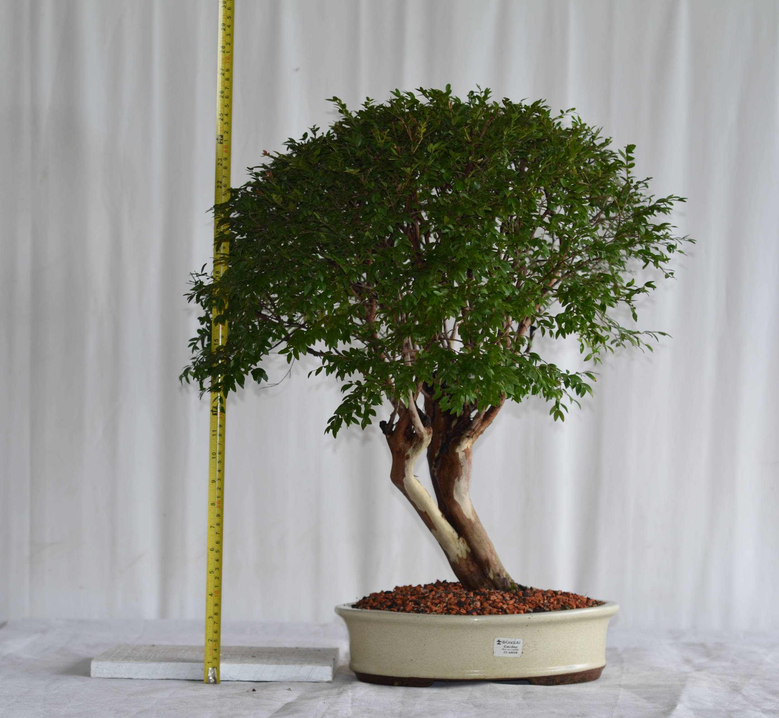 Bonsai Cambuí 23 anos - Bonsai Arte Viva