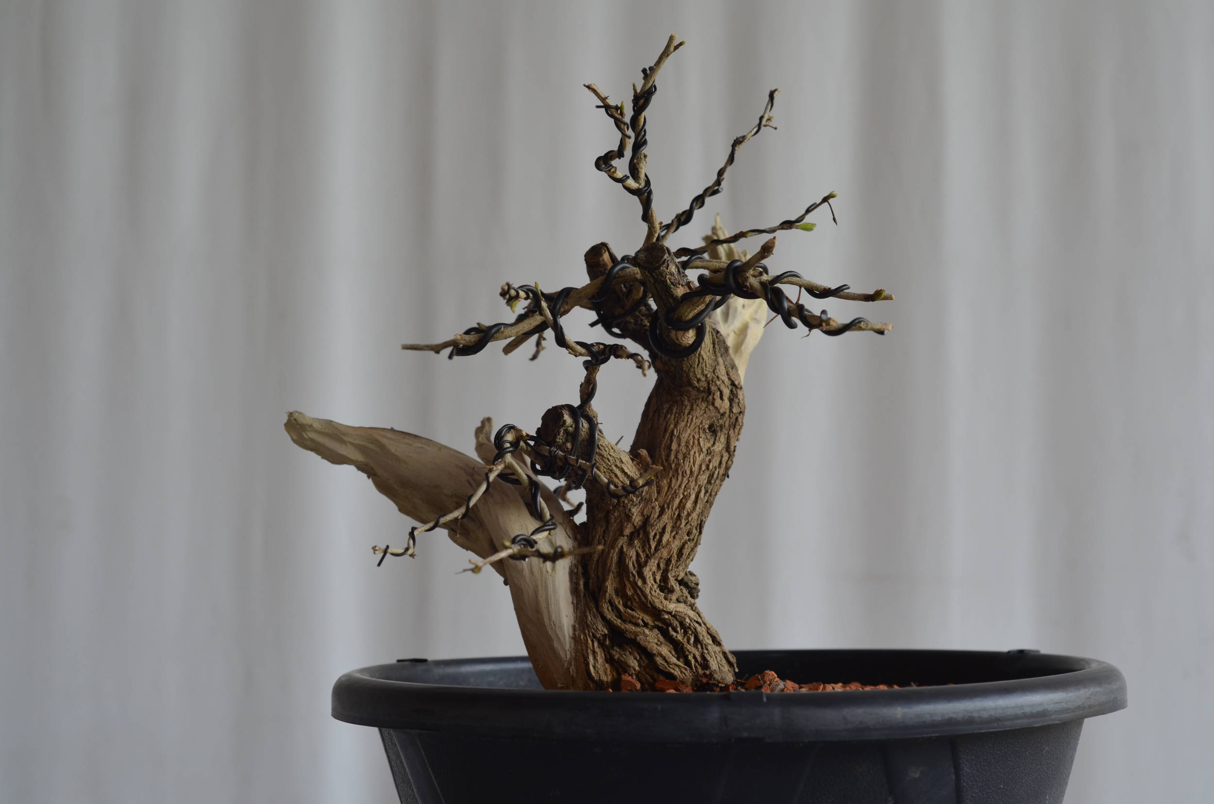 Pré-Bonsai Caliandra Spinosa Florescendo 1 pré-bonsai caliandra spinosa