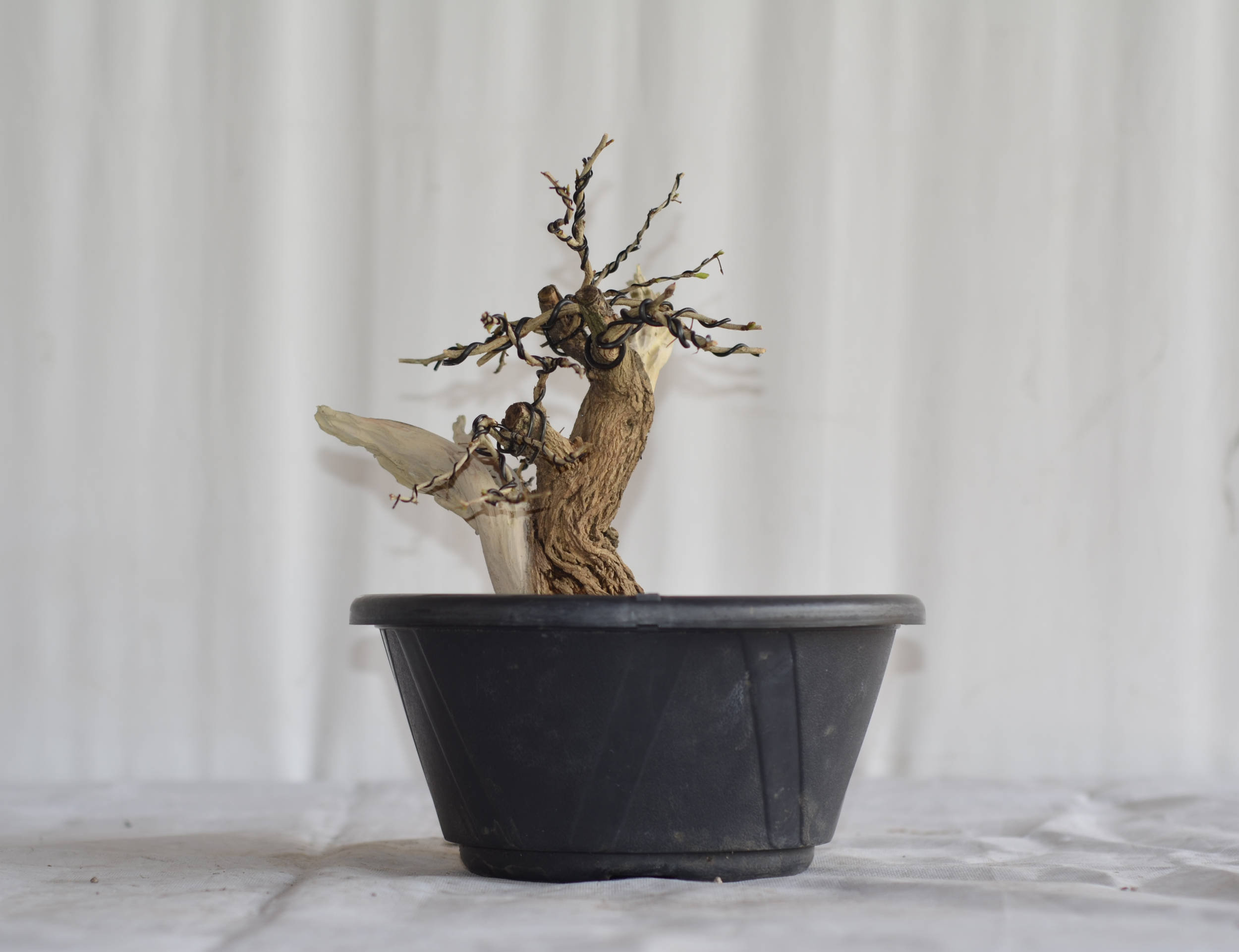 Pré-Bonsai Caliandra Spinosa Florescendo 6 Pré-Bonsai Caliandra Spinosa Florescendo - Imagem 6