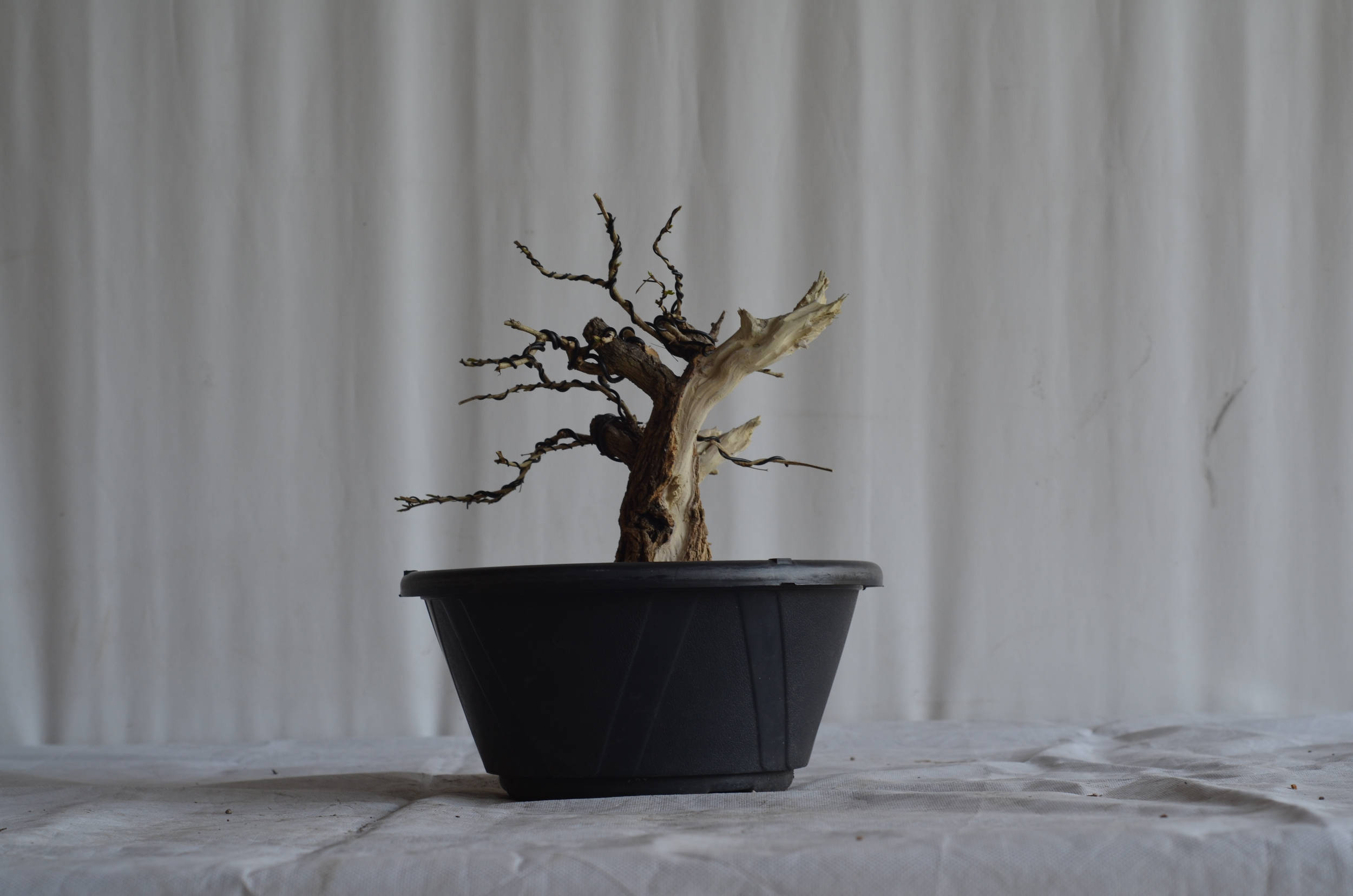 Pré-Bonsai Caliandra Spinosa Florescendo 7 Pré-Bonsai Caliandra Spinosa Florescendo - Imagem 7