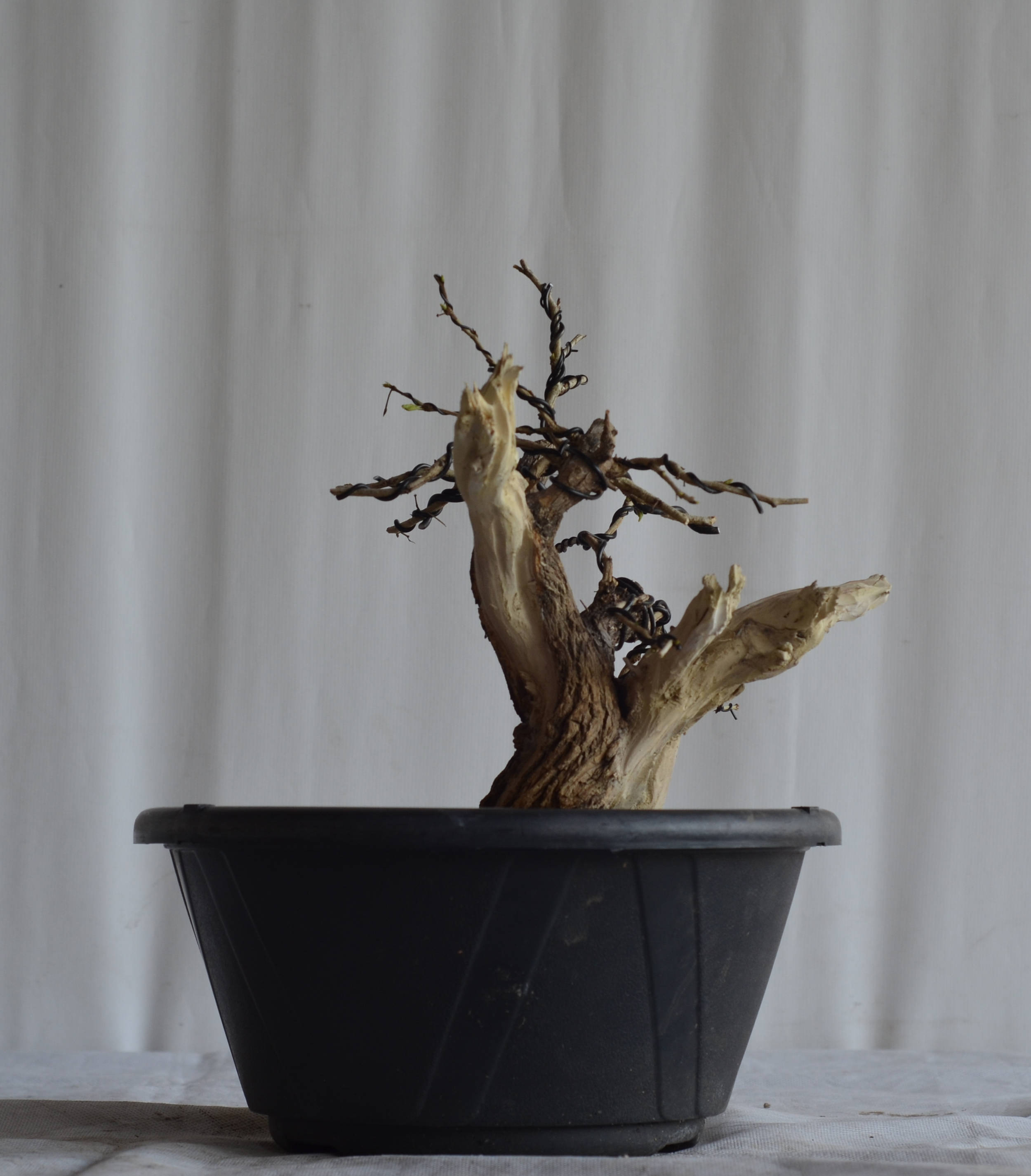 Pré-Bonsai Caliandra Spinosa Florescendo 8 Pré-Bonsai Caliandra Spinosa Florescendo - Imagem 8