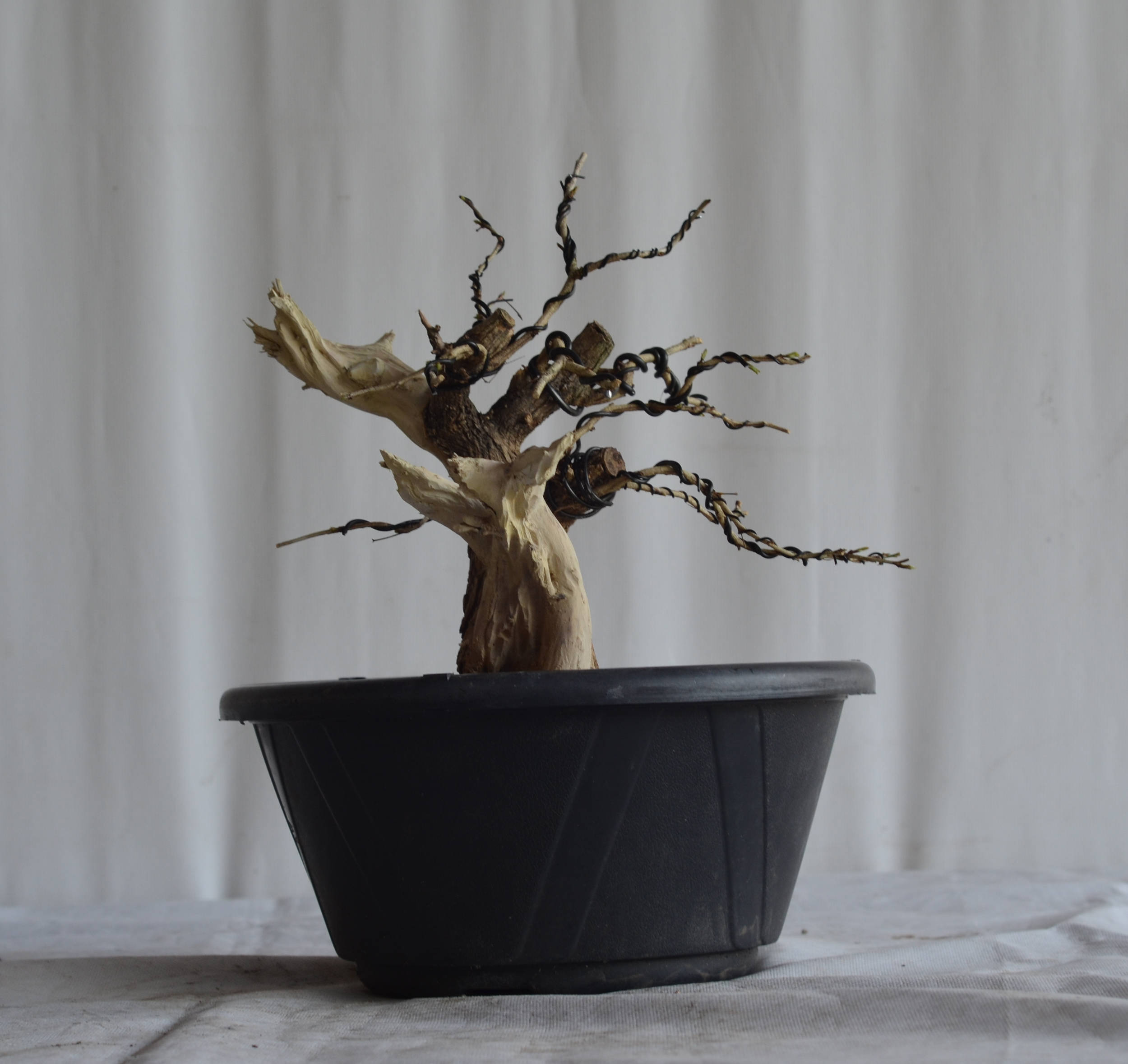 Pré-Bonsai Caliandra Spinosa Florescendo 9 Pré-Bonsai Caliandra Spinosa Florescendo - Imagem 9