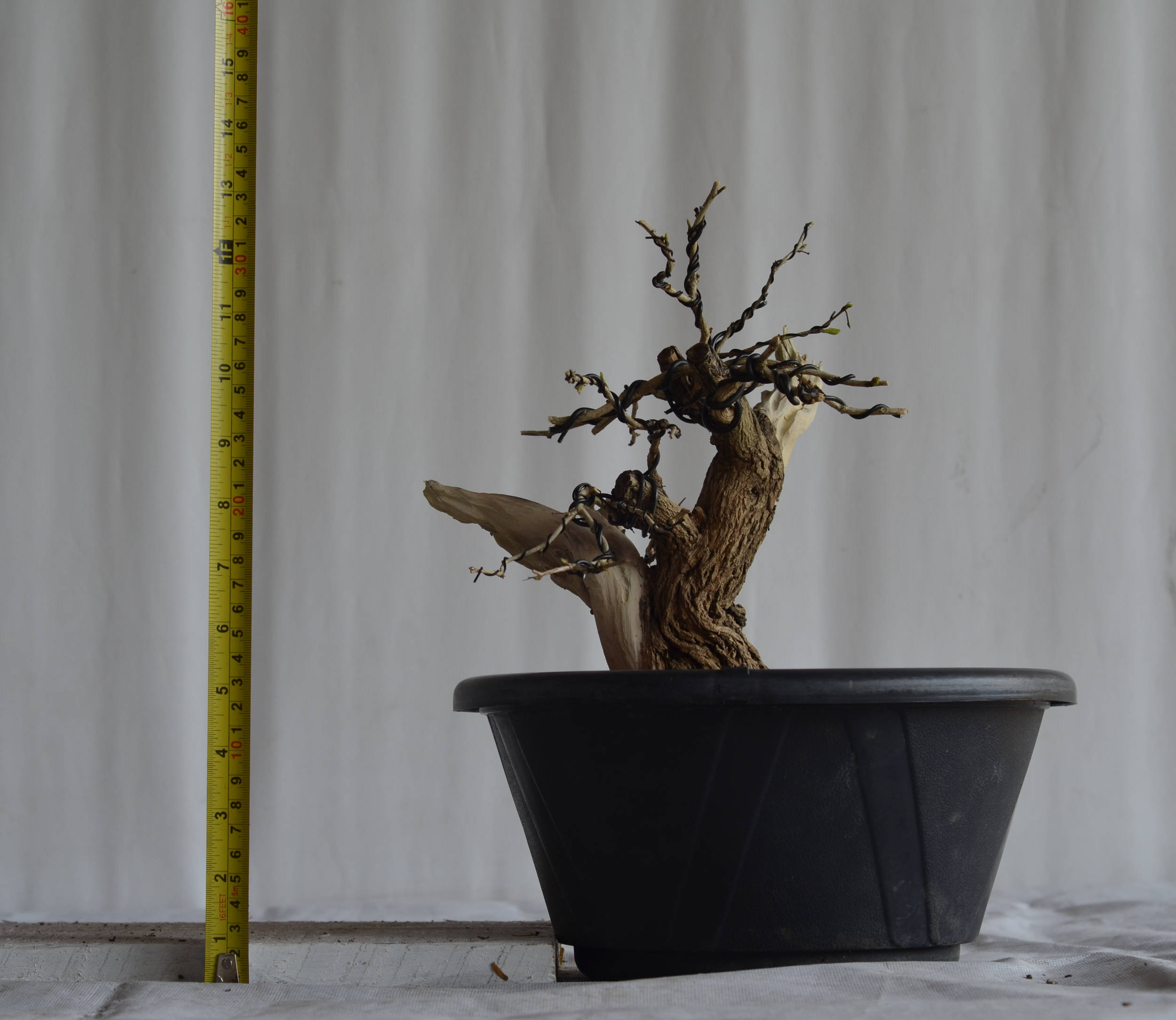 Pré-Bonsai Caliandra Spinosa Florescendo 10 Pré-Bonsai Caliandra Spinosa Florescendo - Imagem 10