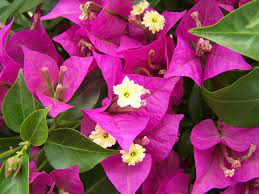 Bonsai Primavera (Bougainvillea)