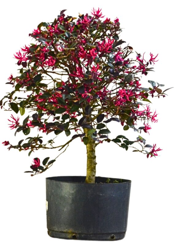 Bonsai Loropetalum Rubrum