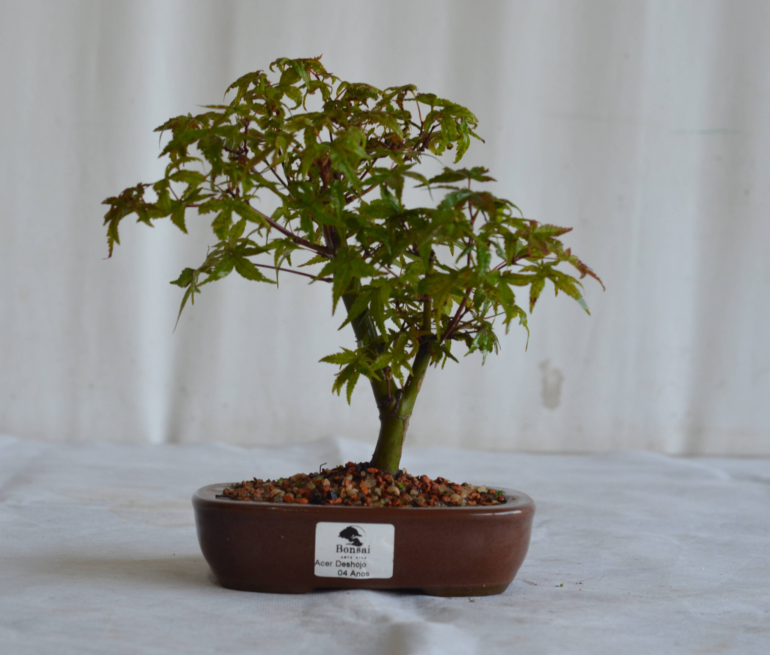 Acer deshojo
