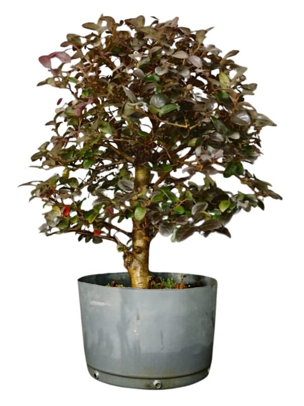 Pré Bonsai Loropetalum Rubrum