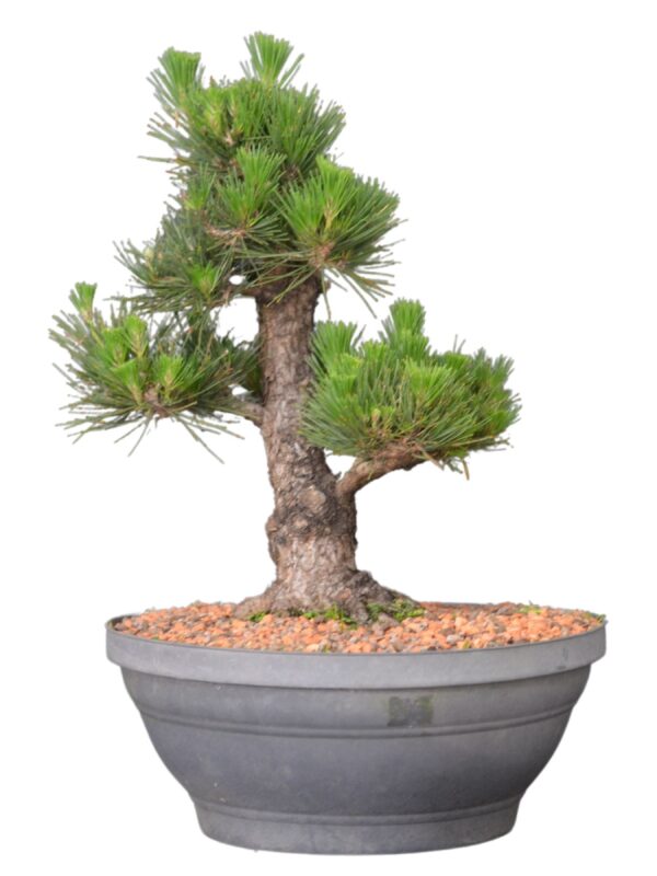 Pré Bonsai Pinheiro Negro