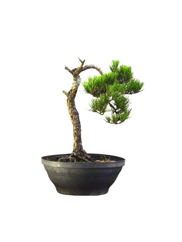 Pré Bonsai PInheiro Negro