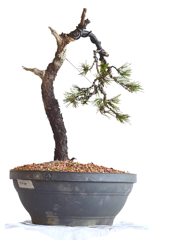 pre bonsai pinheiro negro