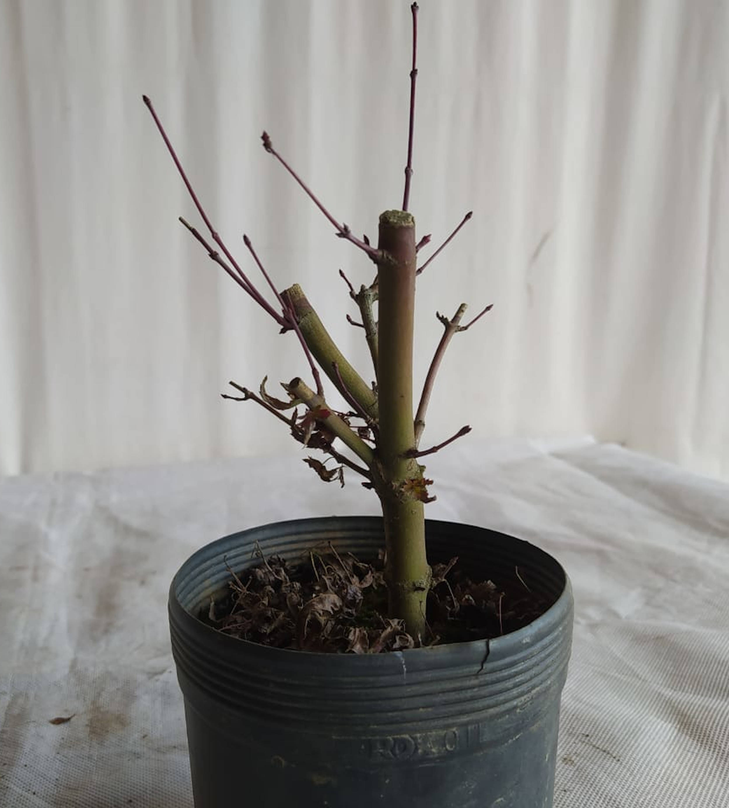 Pré-Bonsai Acer Deshojo 1 Pré-Bonsai Acer Deshojo