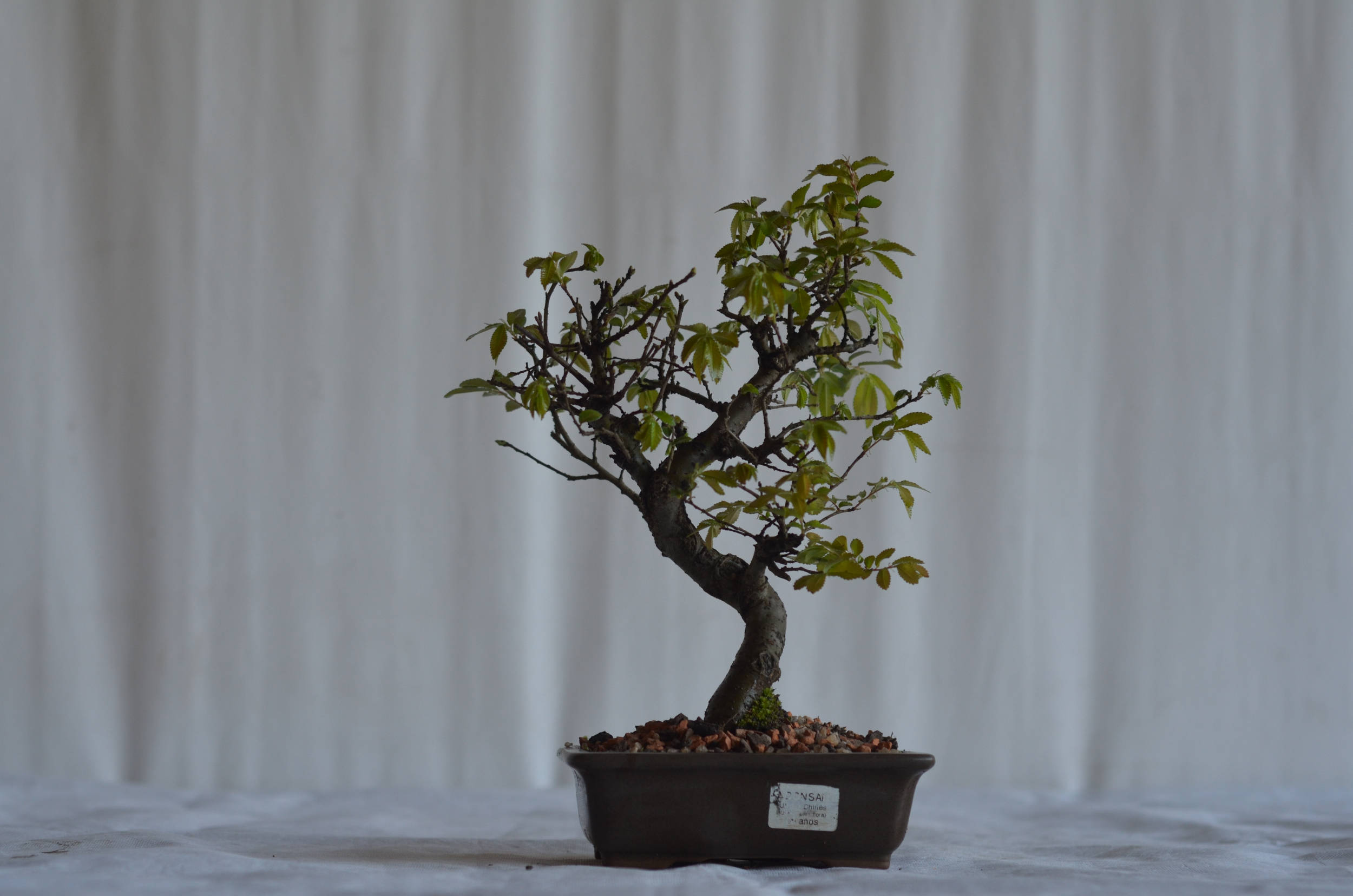 Bonsai Ulmus Chinês 1 Ulmos