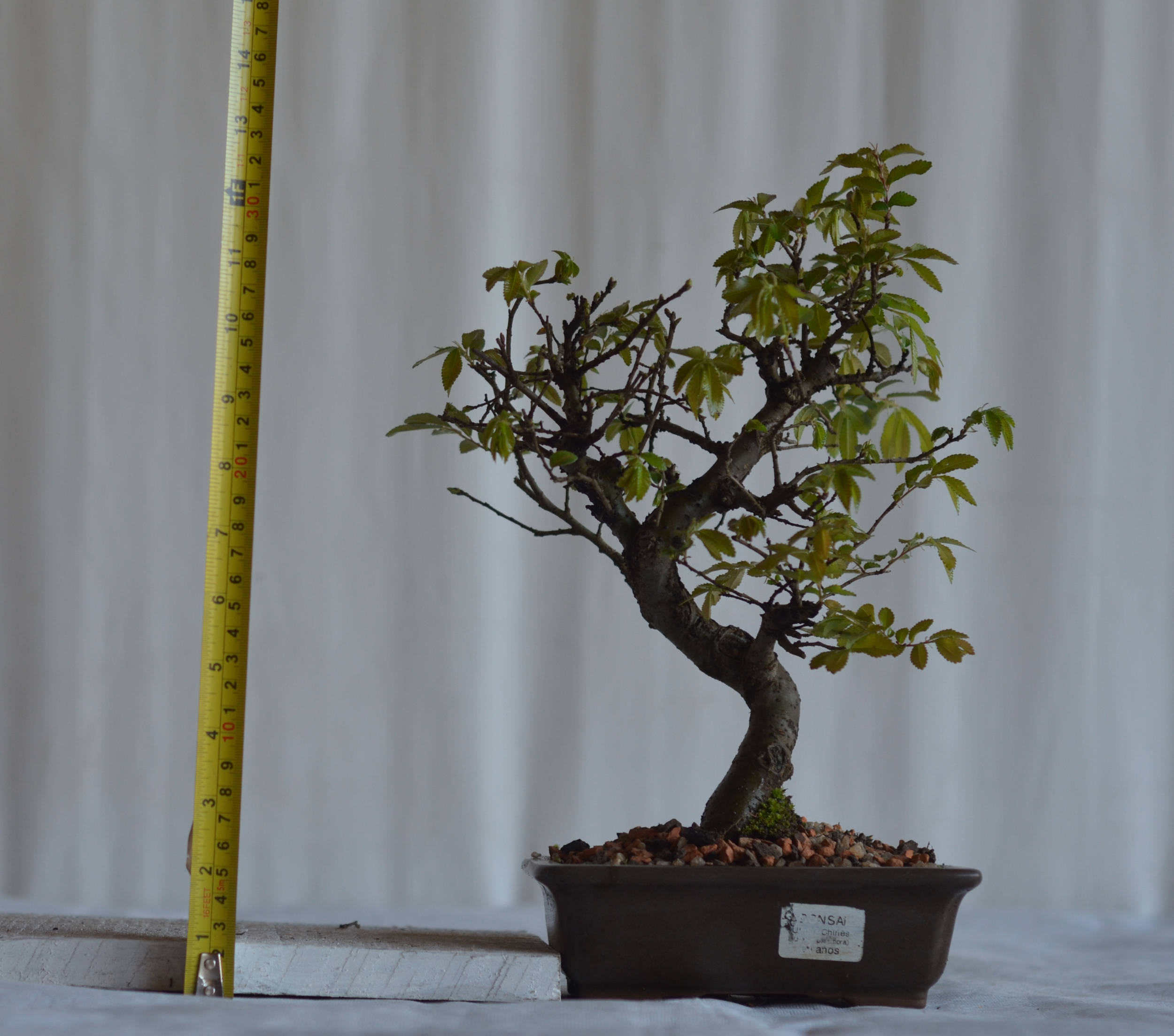 Bonsai Ulmus Chinês 2 Ulmos