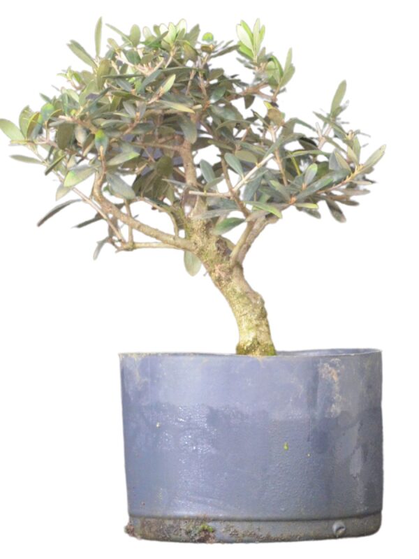 Pré Bonsai Oliveira