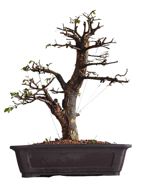 bonsai ulmus chines