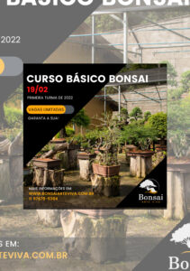 curso basico bonsai planta + planta