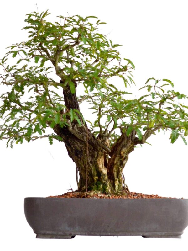 Bonsai Caliandra Spinosa