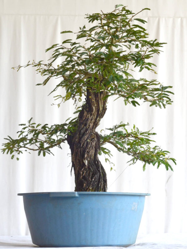 caliandra spinosa florescendo