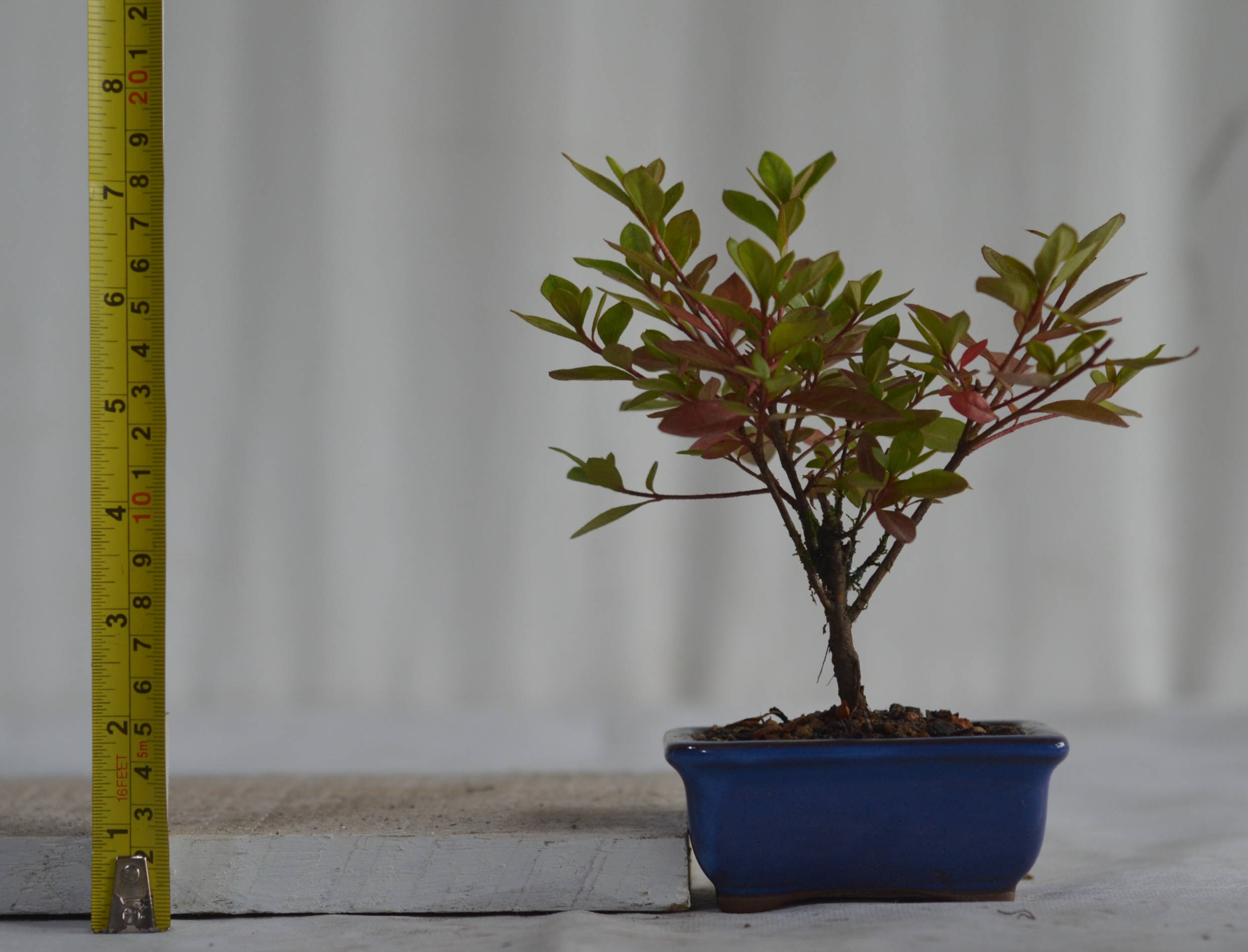 Bonsai De Azaleia Bonsai Arte Viva