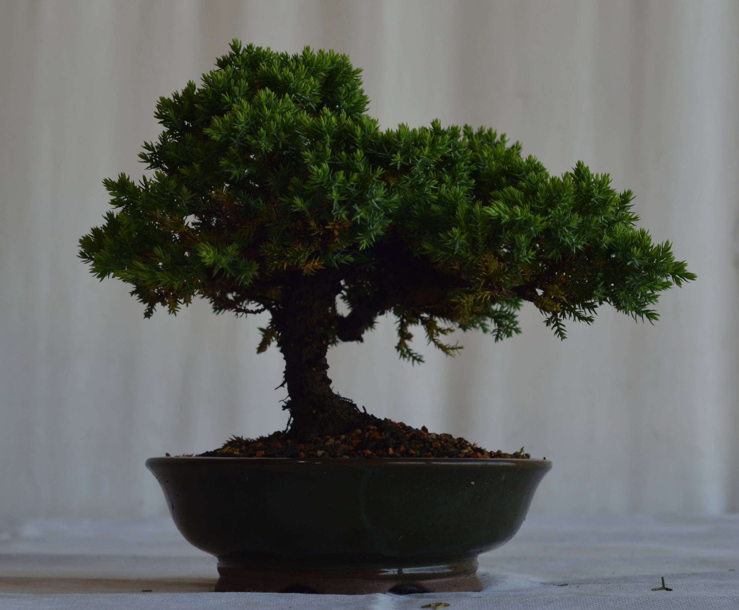 Bonsai Junípero Procumbens - Bonsai Arte Viva