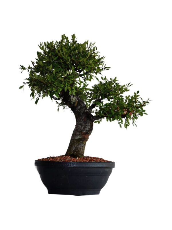 Pré Bonsai de Ulmos