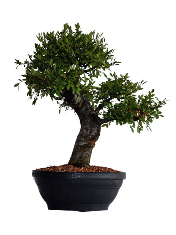 Pré Bonsai Ulmos