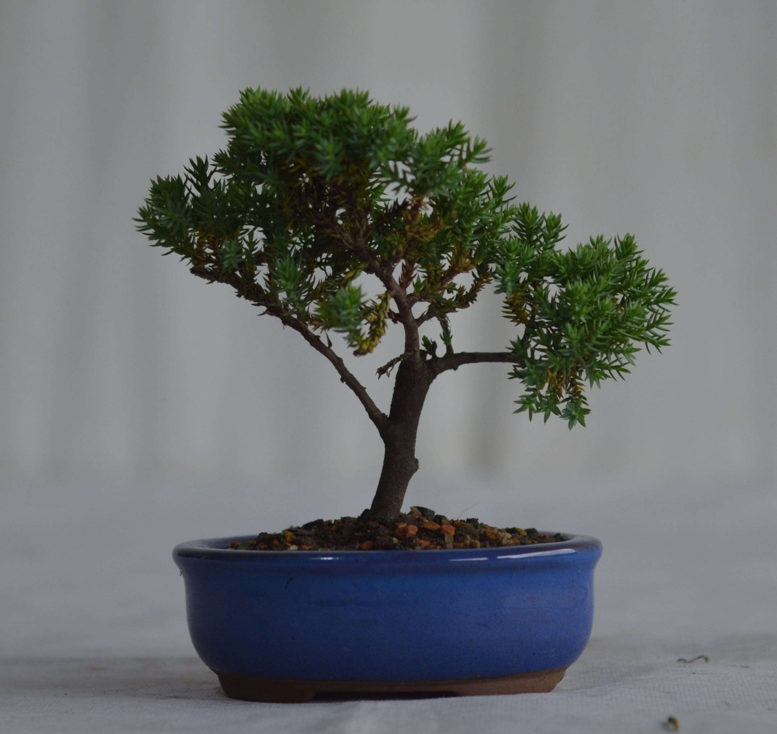 Bonsai Junípero Procumbens - Bonsai Arte Viva