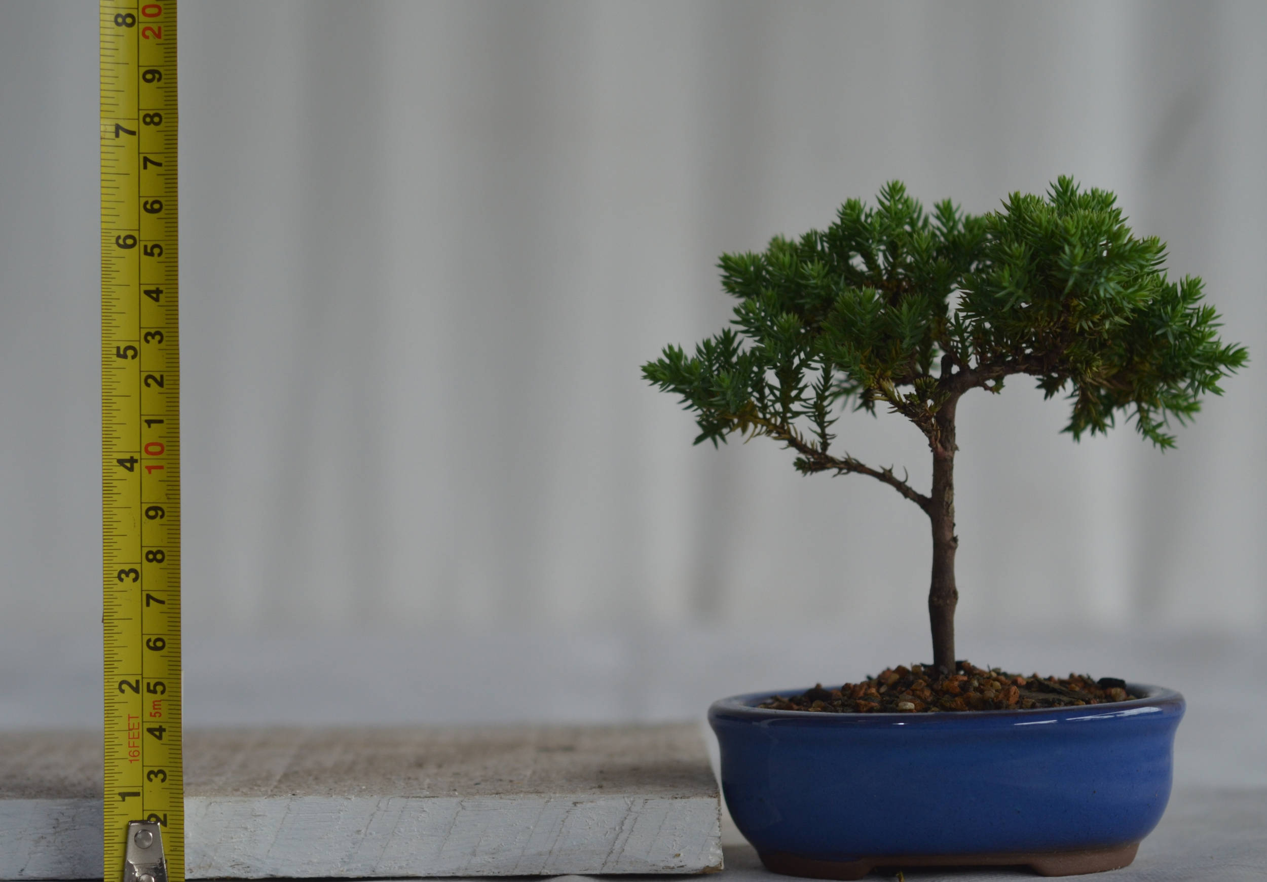 Bonsai Junípero Procumbens - Bonsai Arte Viva