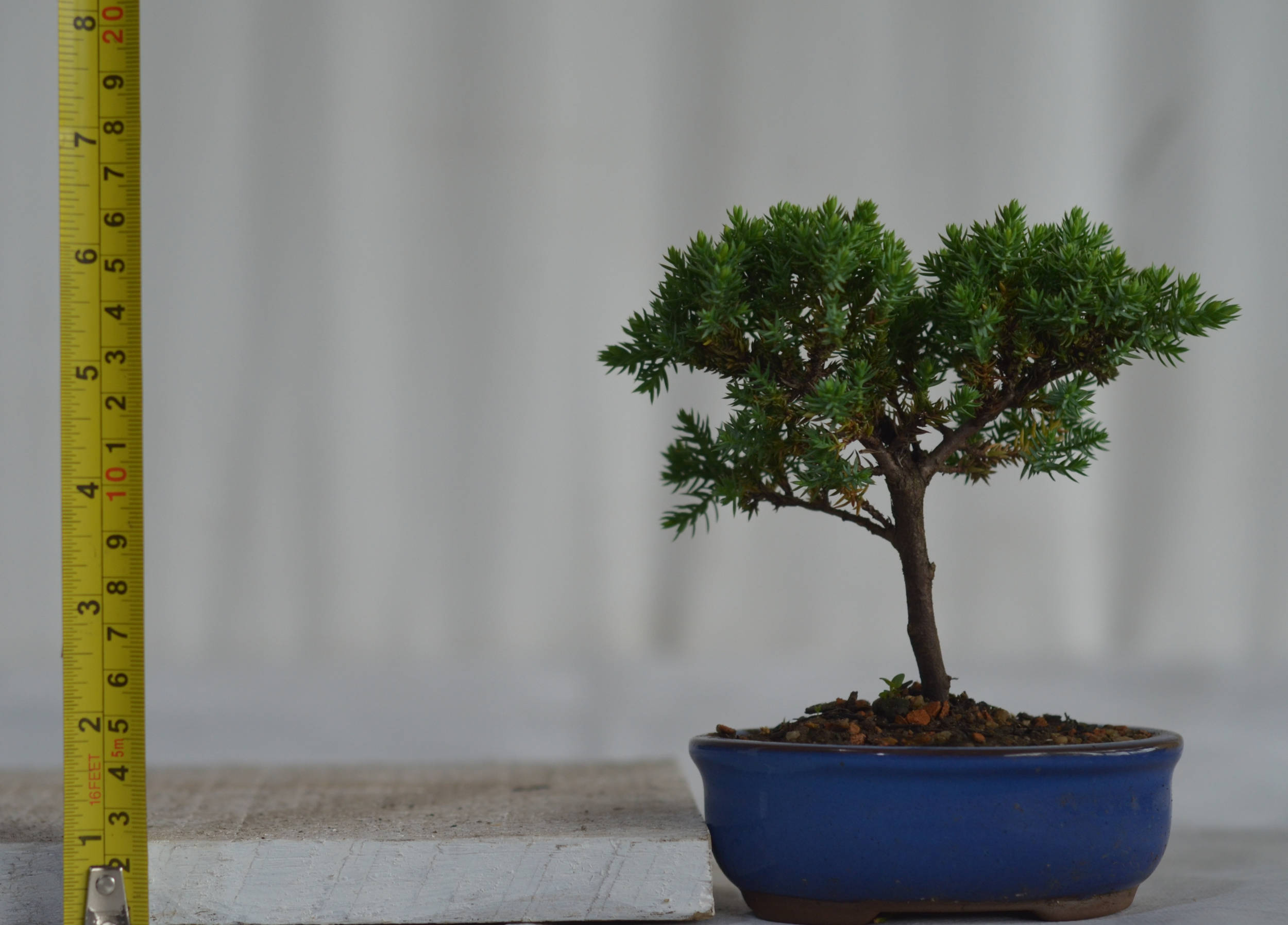 Bonsai Junípero Procumbens - Bonsai Arte Viva