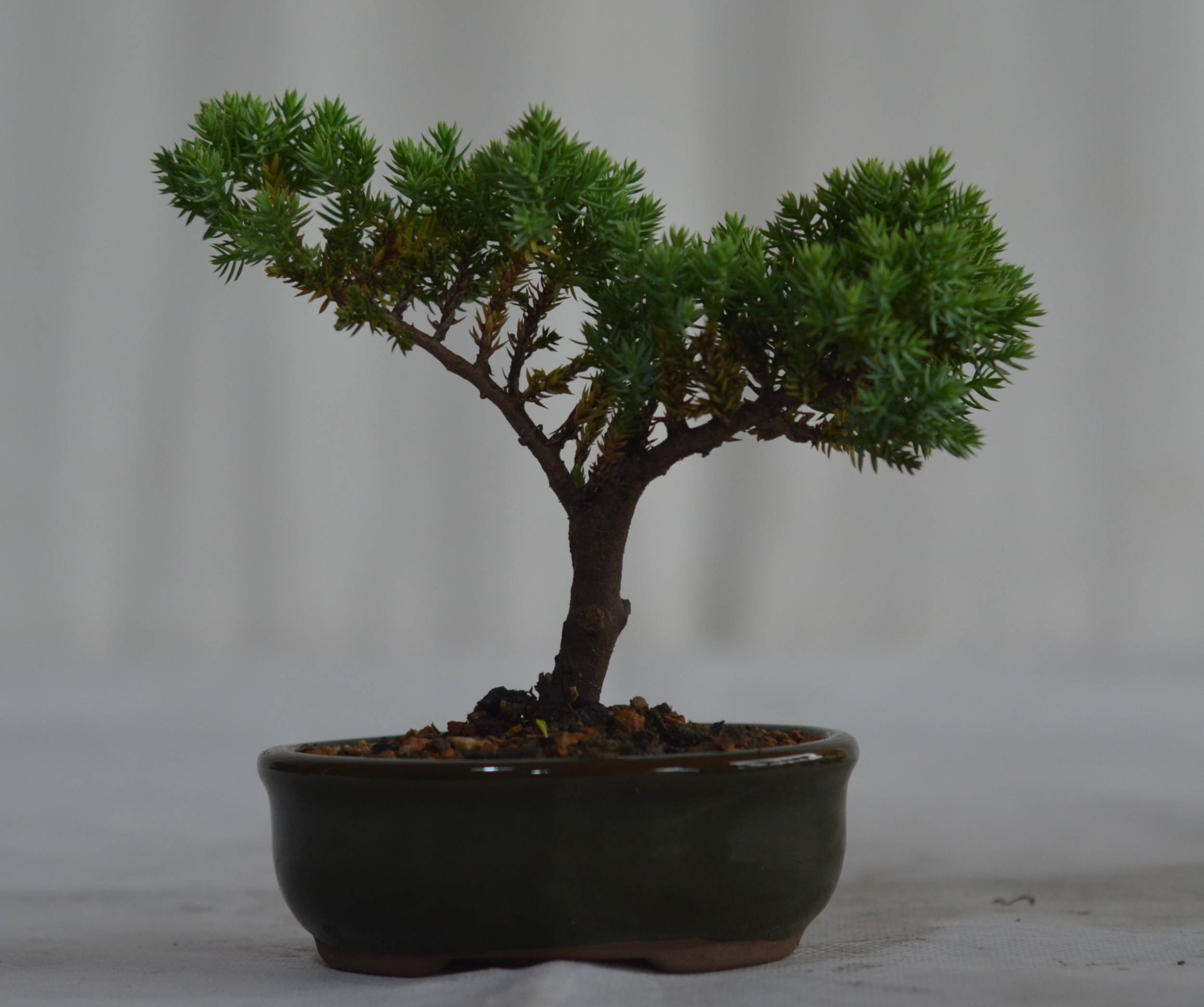 Bonsai Junípero Procumbens - Bonsai Arte Viva