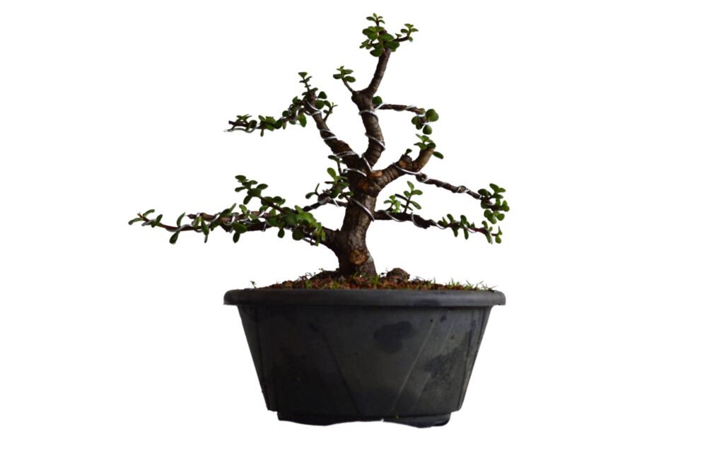 Pré Bonsai Portulacária Afra - Bonsai Arte Viva