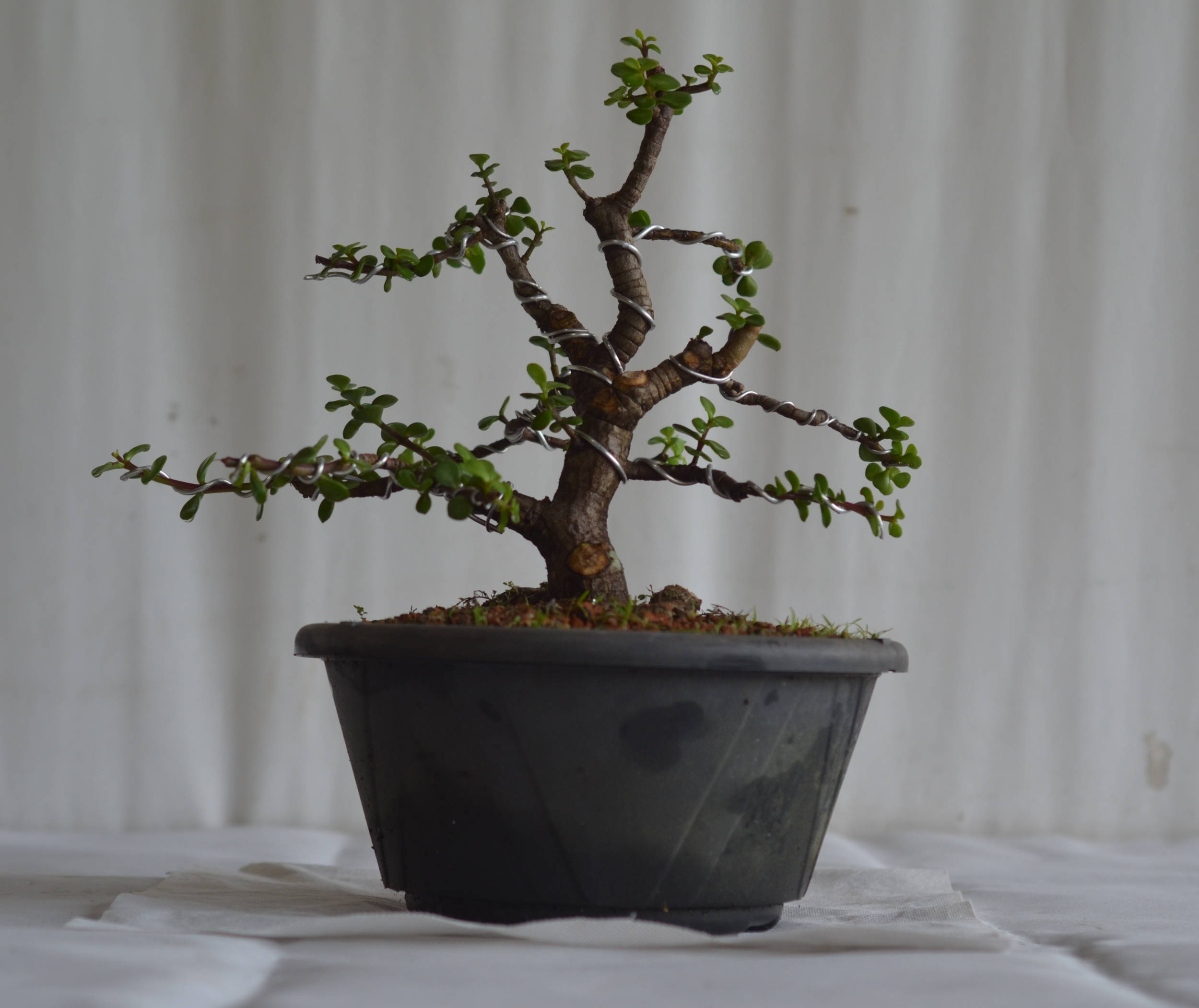 Pré Bonsai Portulacária Afra Bonsai Arte Viva