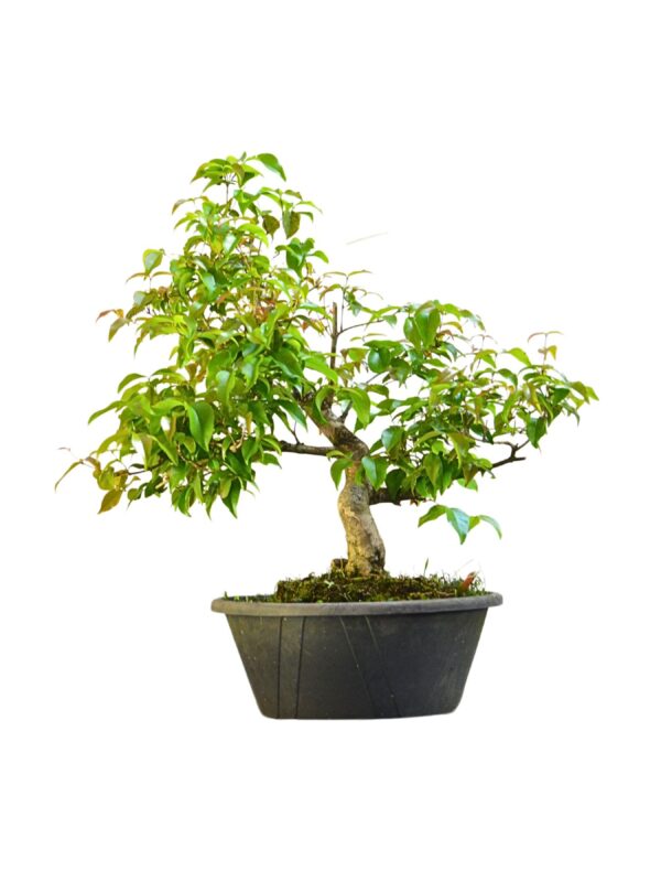 Pré Bonsai Pitanga Negra
