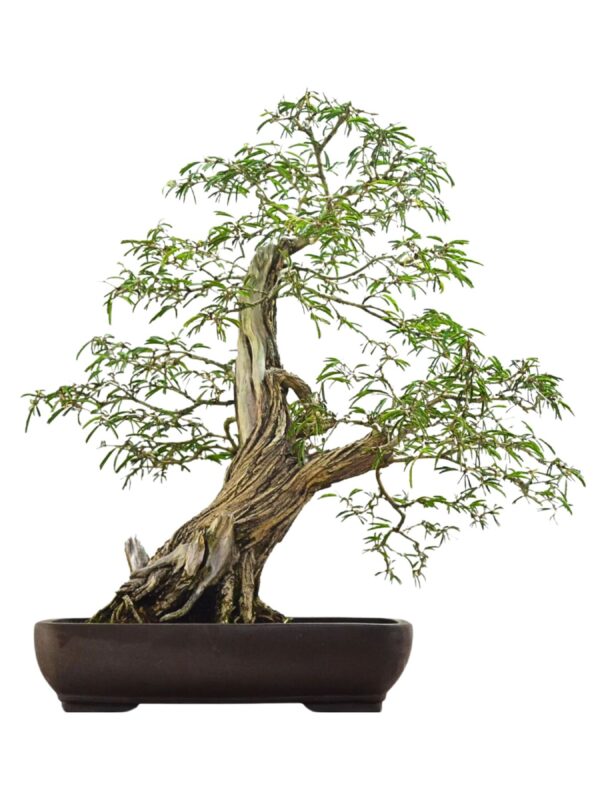 Bonsai Caliandra Spinosa